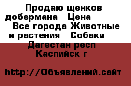 Продаю щенков добермана › Цена ­ 45 000 - Все города Животные и растения » Собаки   . Дагестан респ.,Каспийск г.